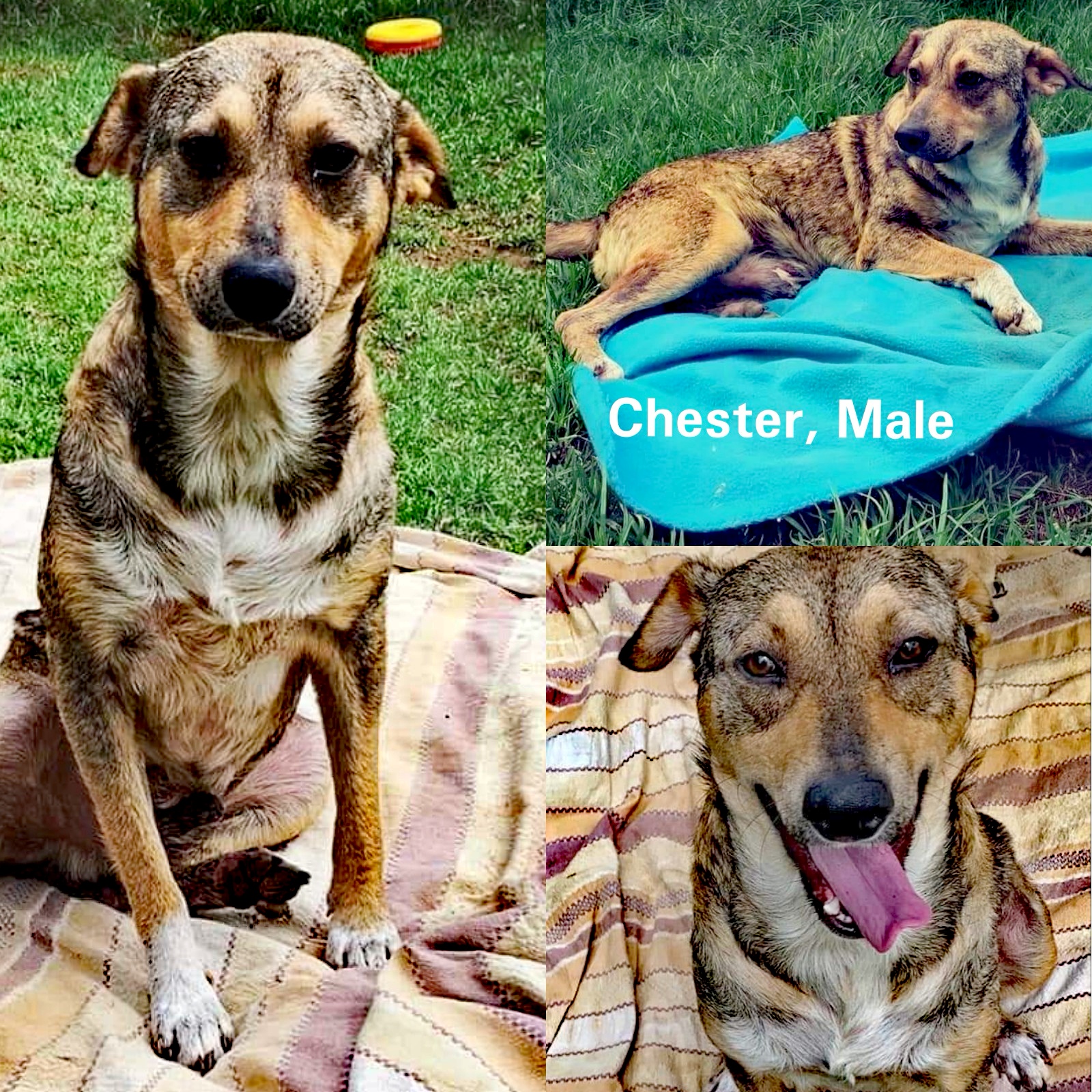 Chester the silly boy