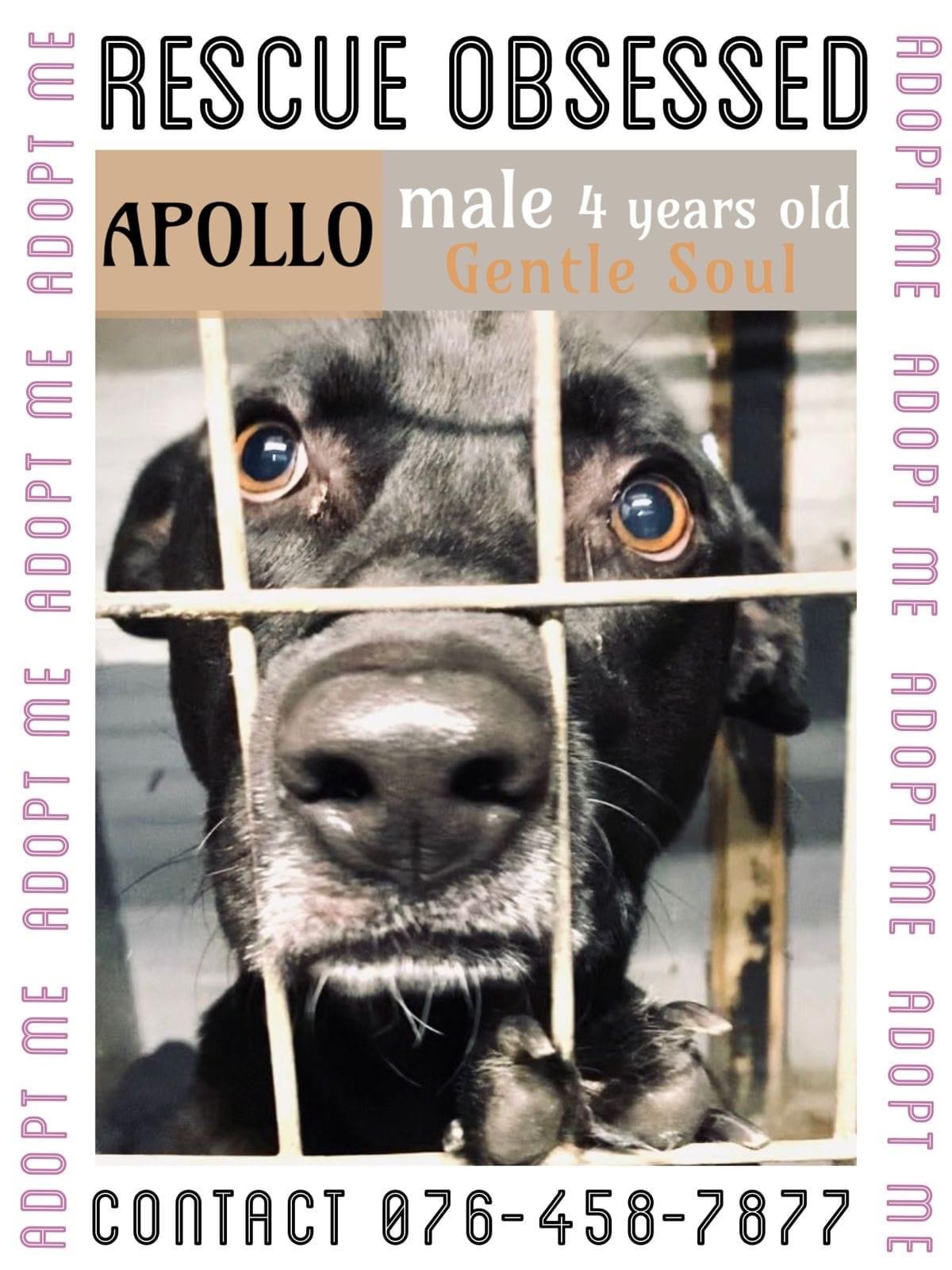 Apollo